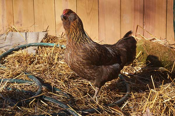 Triangle Chance for All - Hypatia - Art Print 8"x12" Photo (image for) Triangle Chance for All - Hypatia - Art Print 8"x12" Photo