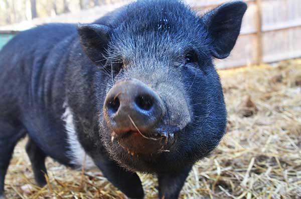 Triangle Chance for All - Mott - Art Print 8"x12" Photo (image for) Triangle Chance for All - Mott - Art Print 8"x12" Photo